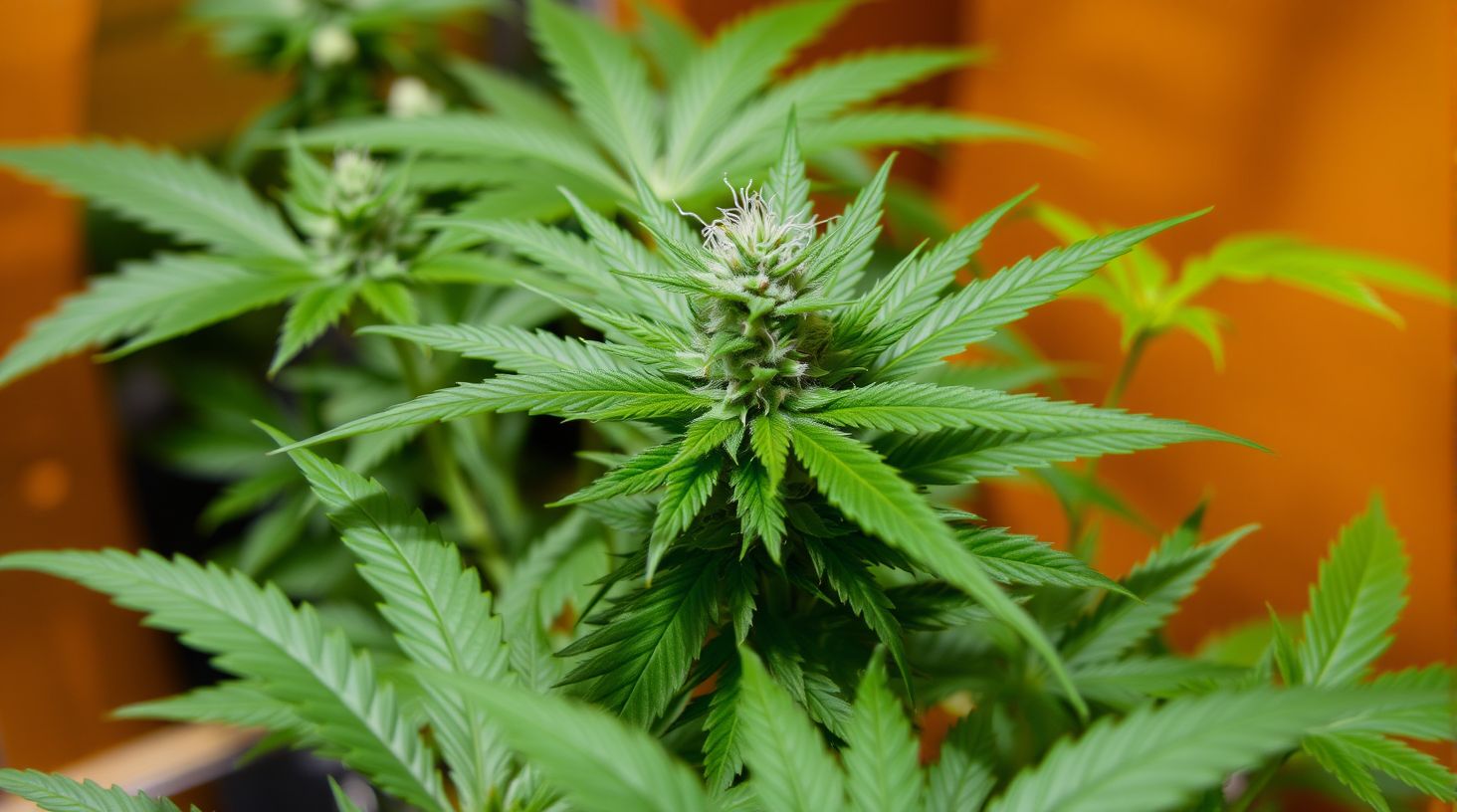 Der ultimative Anbauleitfaden