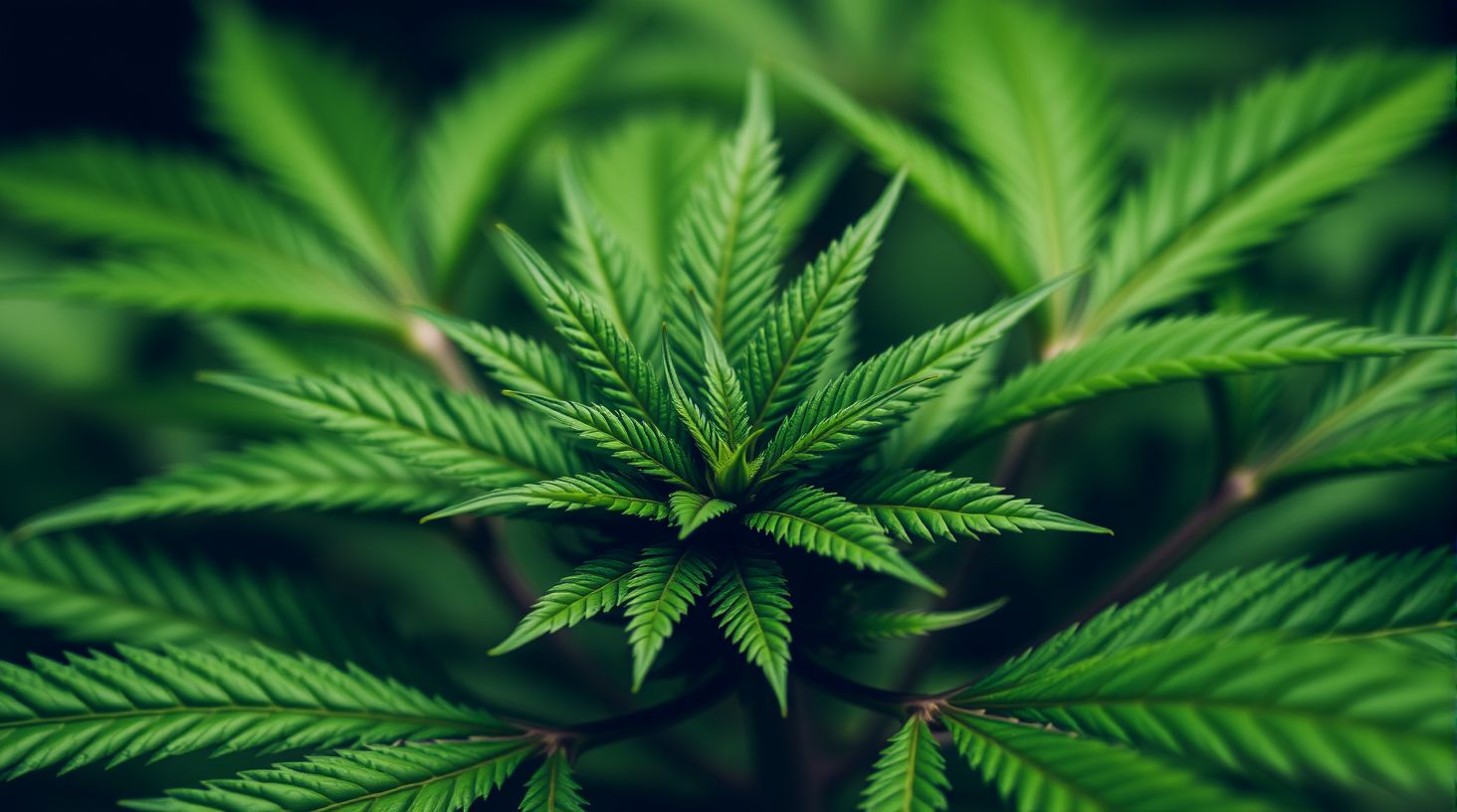 Die richtige Beleuchtung für den Cannabis-Anbau